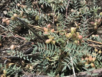 Astragalus insularis, photographed by Sula Vanderplank