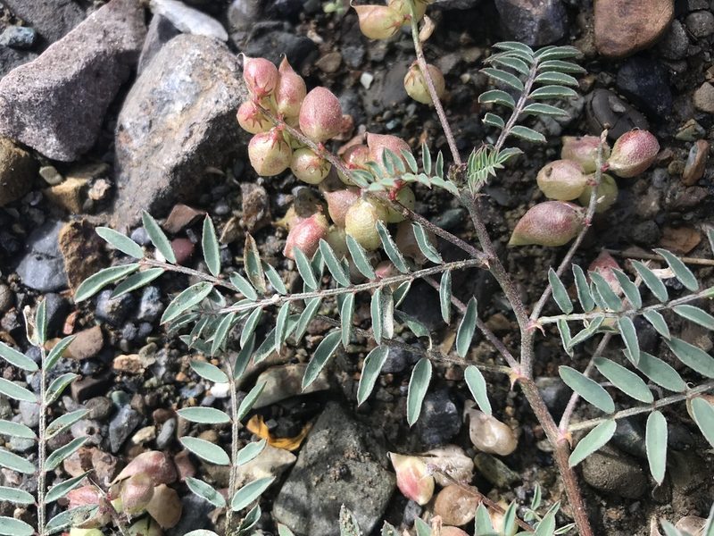 Astragalus insularis, photographed by Sula Vanderplank