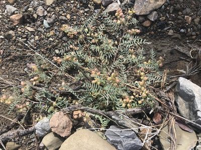 Astragalus insularis, photographed by Sula Vanderplank