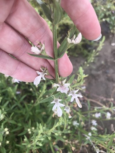 Teucrium glandulosum, photographed by Sula Vanderplank