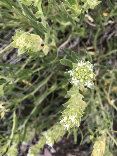 Petalonyx linearis, photographed by Sula Vanderplank