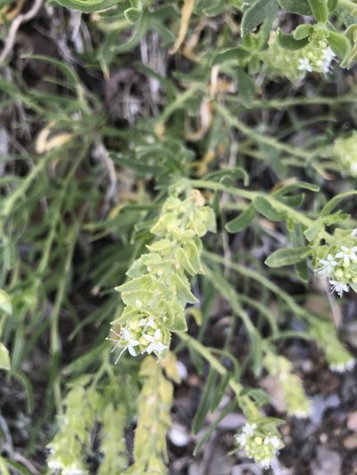 Petalonyx linearis, photographed by Sula Vanderplank
