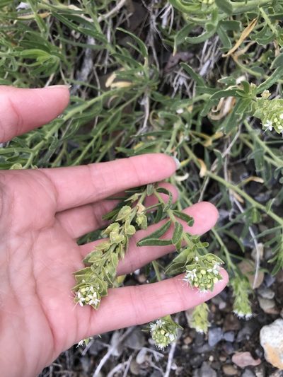 Petalonyx linearis, photographed by Sula Vanderplank