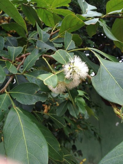 Inga marginata, photographed by Étienne Lacroix-Carignan
