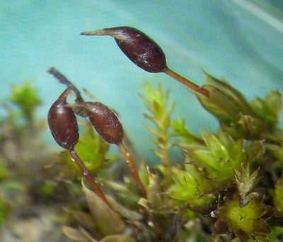Tortula protobryoides, photographed by George Greiff