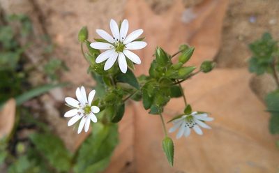 Stellaria neglecta, photographed by Josep Gesti