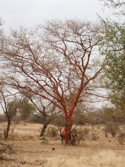 Vachellia seyal, photographed by Julien Renoult