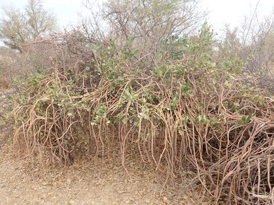 Cissus quadrangularis, photographed by Julien Renoult