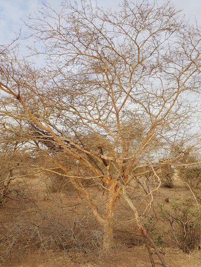 Vachellia seyal, photographed by Julien Renoult