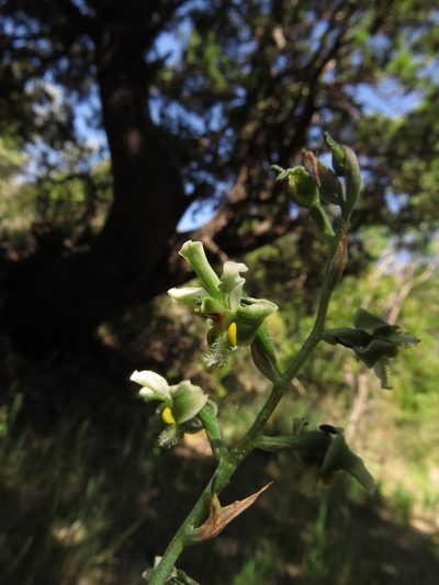 Gavilea glandulifera, photographed by Nicolás Lavandero