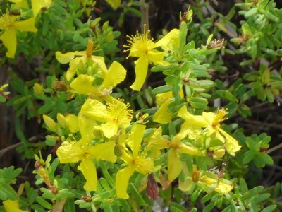 Hypericum microsepalum, photographed by mfeaver