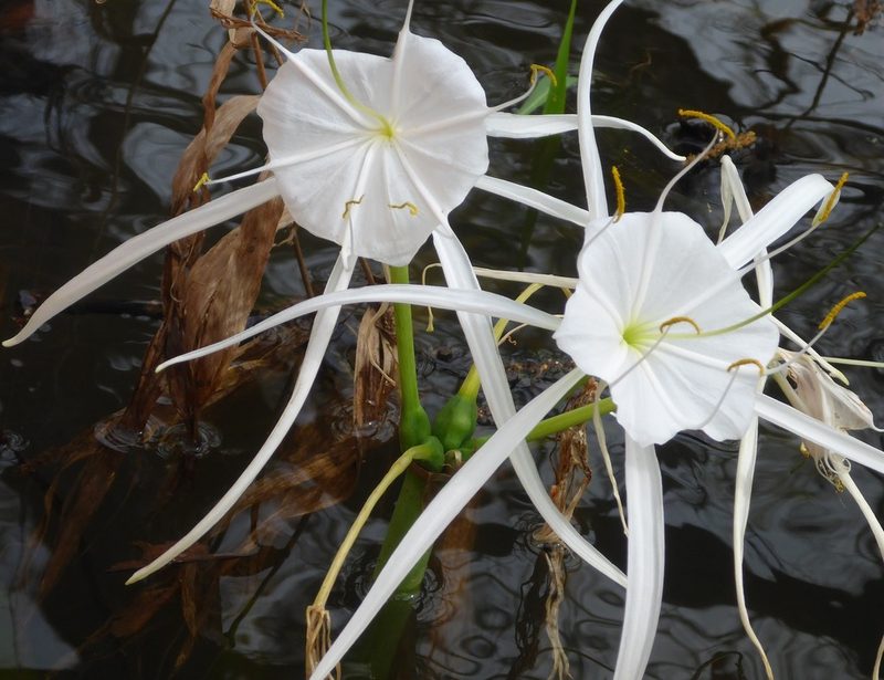 Hymenocallis franklinensis, photographed by mfeaver