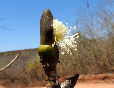 Pseudobombax palmeri, photographed by Francisco Farriols Sarabia