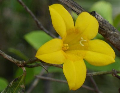 Gelsemium rankinii, photographed by mfeaver