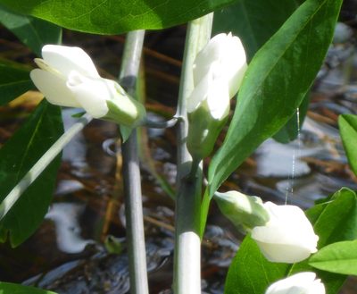 Baptisia alba, photographed by mfeaver