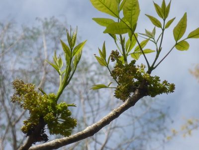 Fraxinus profunda, photographed by mfeaver