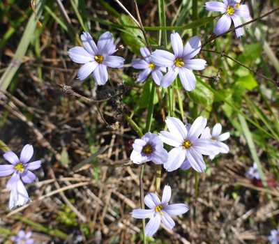 Sisyrinchium atlanticum, photographed by mfeaver