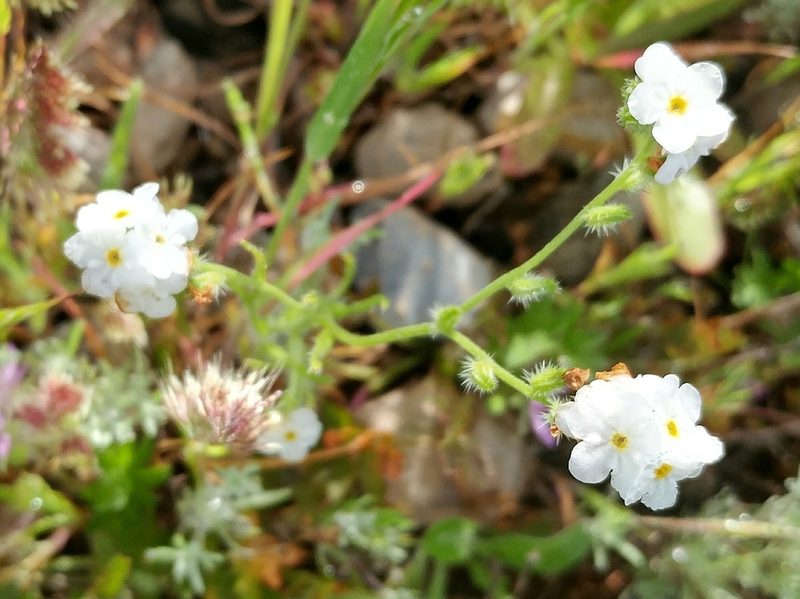 Cryptantha kinkiensis, photographed by Casey H. Richart