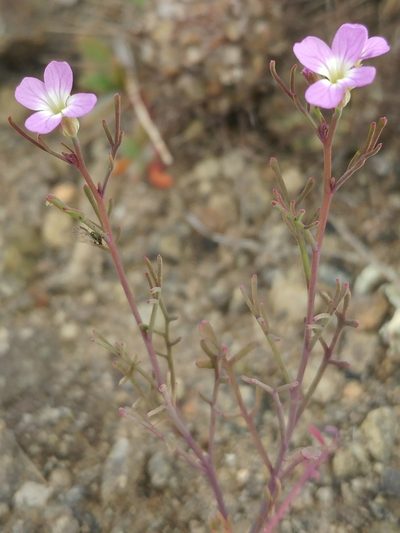 Sibara filifolia, photographed by Casey H. Richart