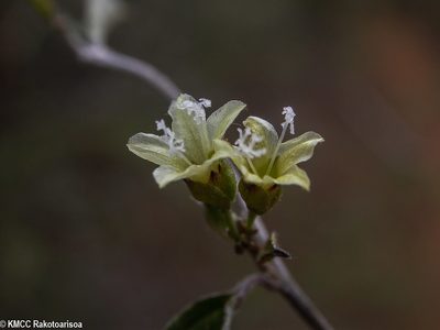 Hildebrandtia valo, photographed by Solofo Eric Rakotoarisoa