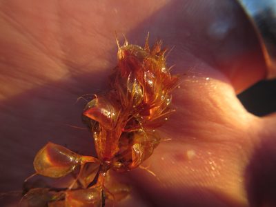 Aldrovanda vesiculosa, photographed by Robert Taylor