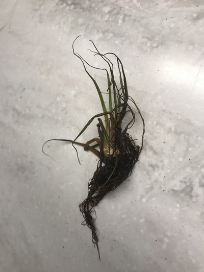 Isoetes alpina, photographed by malts