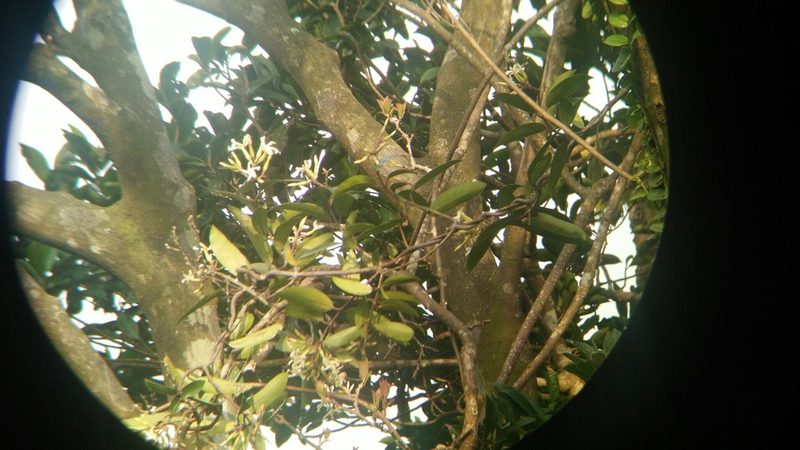 Anodendron benthamianum, photographed by Cheng-Te Hsu