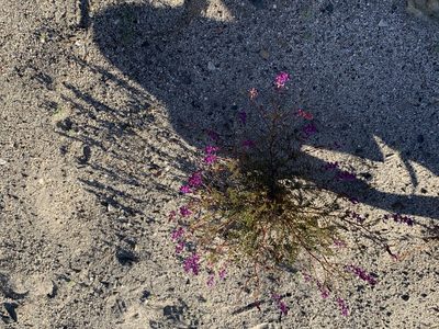 Astragalus palmeri, photographed by Jim Riley