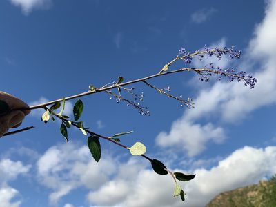 Ceanothus tomentosus, photographed by Jim Riley