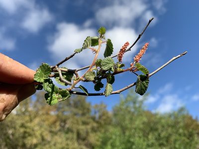Acalypha californica, photographed by Jim Riley