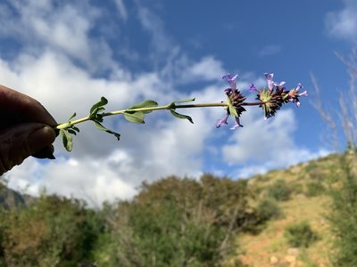 Salvia munzii, photographed by Jim Riley