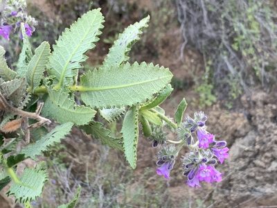 Eriodictyon sessilifolium, photographed by Jim Riley