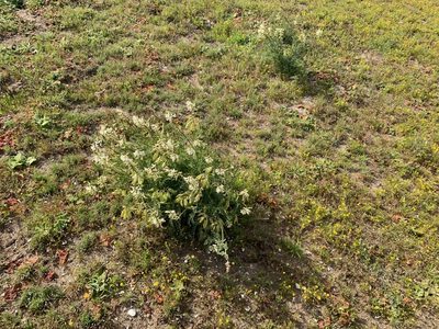 Astragalus fastidius, photographed by Jim Riley