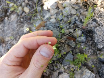 Arenaria benthamii, photographed by Cleveland Powell