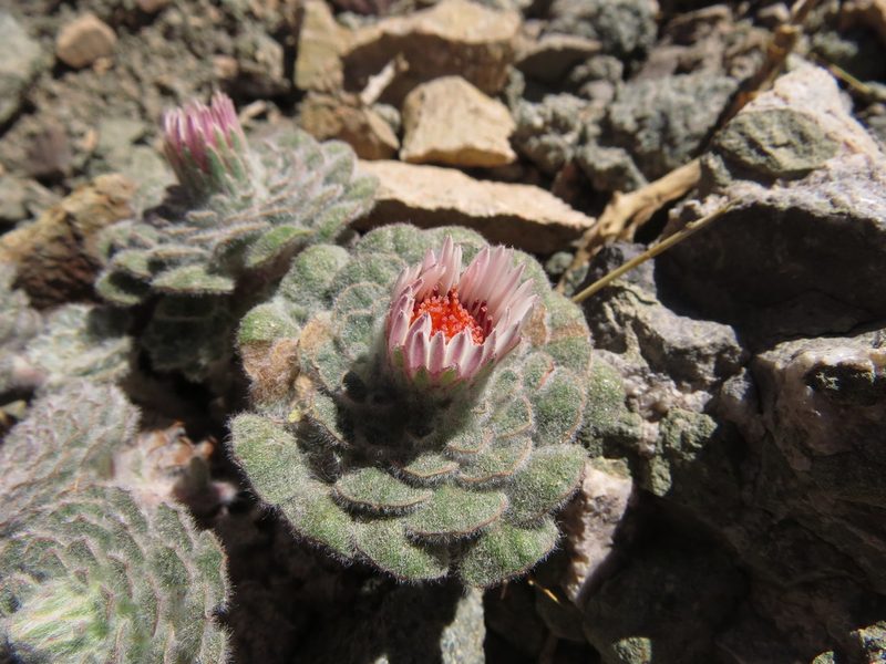 Chaetanthera lanata, photographed by Nicolás Lavandero