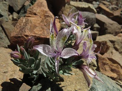 Alstroemeria andina, photographed by Nicolás Lavandero