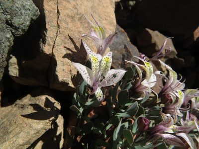 Alstroemeria andina