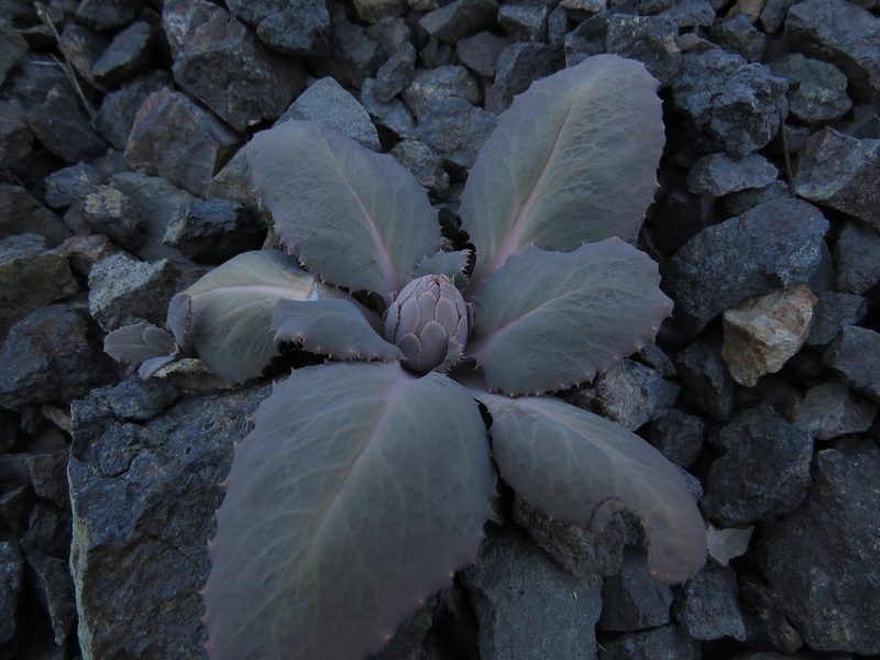 Pachylaena atriplicifolia, photographed by Nicolás Lavandero