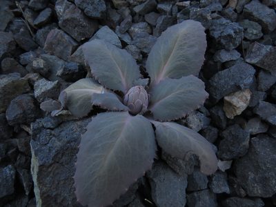 Pachylaena atriplicifolia, photographed by Nicolás Lavandero