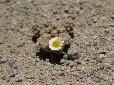 Chaetanthera gnaphalioides, photographed by Nicolás Lavandero