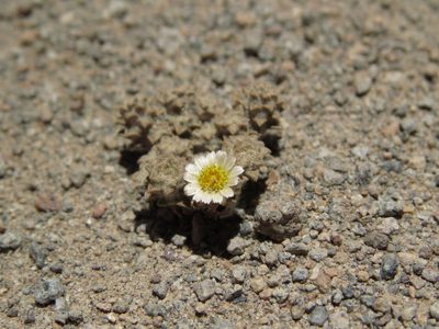 Chaetanthera gnaphalioides, photographed by Nicolás Lavandero
