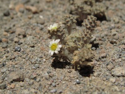 Chaetanthera gnaphalioides, photographed by Nicolás Lavandero
