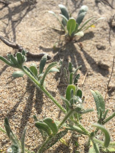 Cryptantha leiocarpa, photographed by Scott Loarie