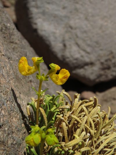 Calceolaria pinifolia, photographed by Nicolás Lavandero