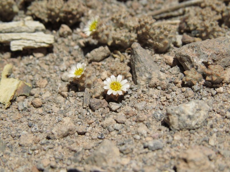 Chaetanthera gnaphalioides, photographed by Nicolás Lavandero