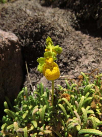 Calceolaria pinifolia, photographed by Nicolás Lavandero