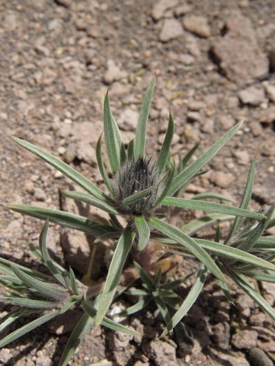 Doniophyton weddellii, photographed by Nicolás Lavandero