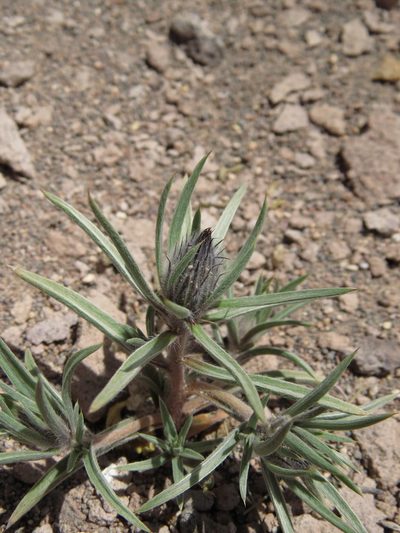 Doniophyton weddellii, photographed by Nicolás Lavandero