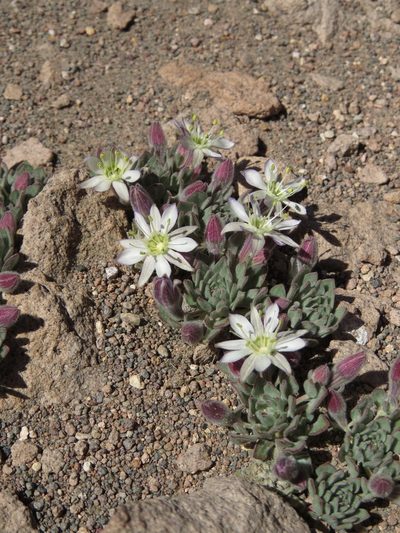 Malesherbia lactea, photographed by Nicolás Lavandero