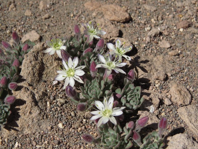 Malesherbia lactea, photographed by Nicolás Lavandero